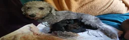 Bedlington Terrier dogs for sale: Bedlinton terrier pups - Advert 28