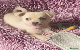 Pomchi dogs for sale: Pomchi girl - Image 3