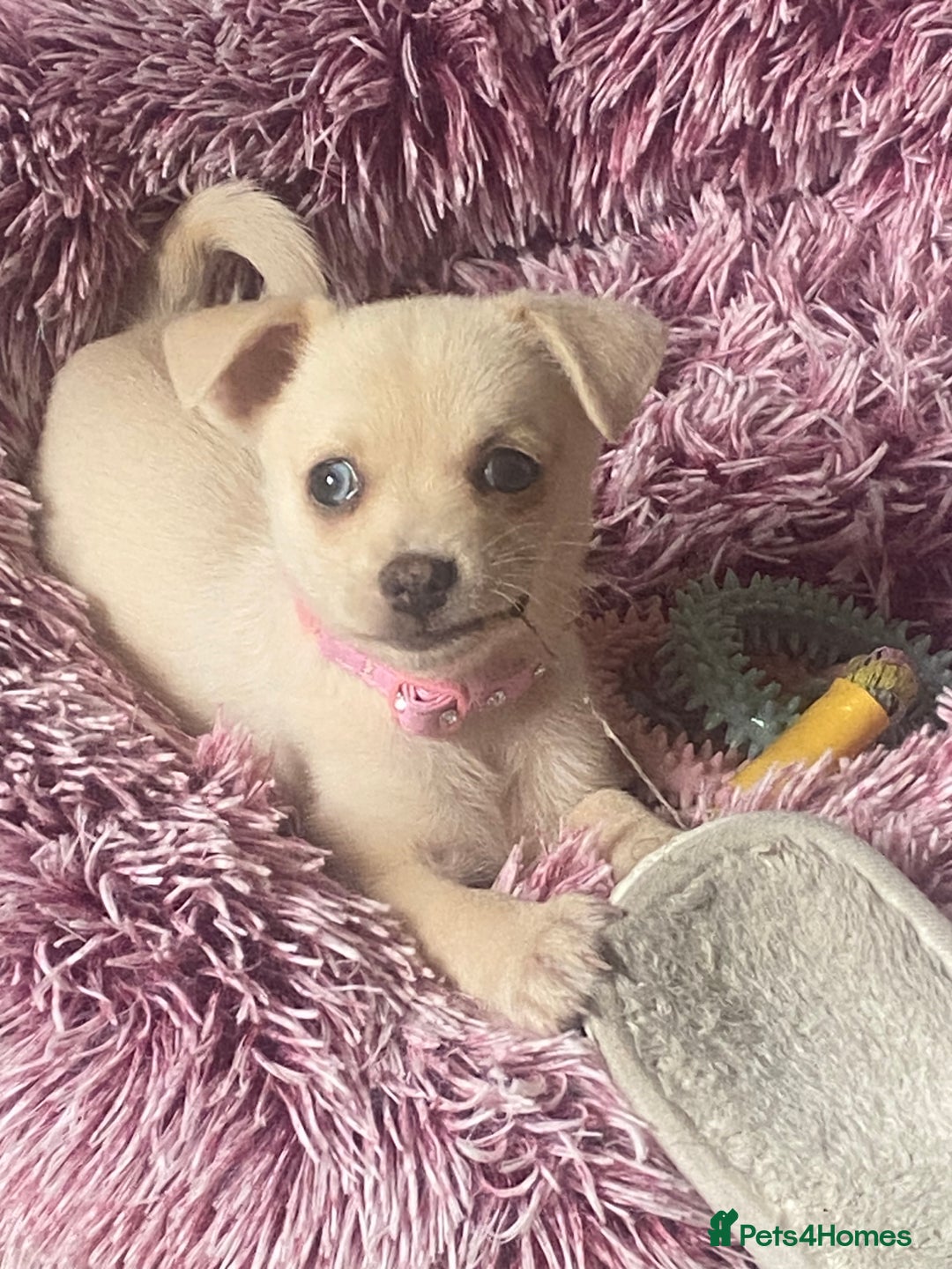 Pomchi dogs for sale: Pomchi girl - Image 3