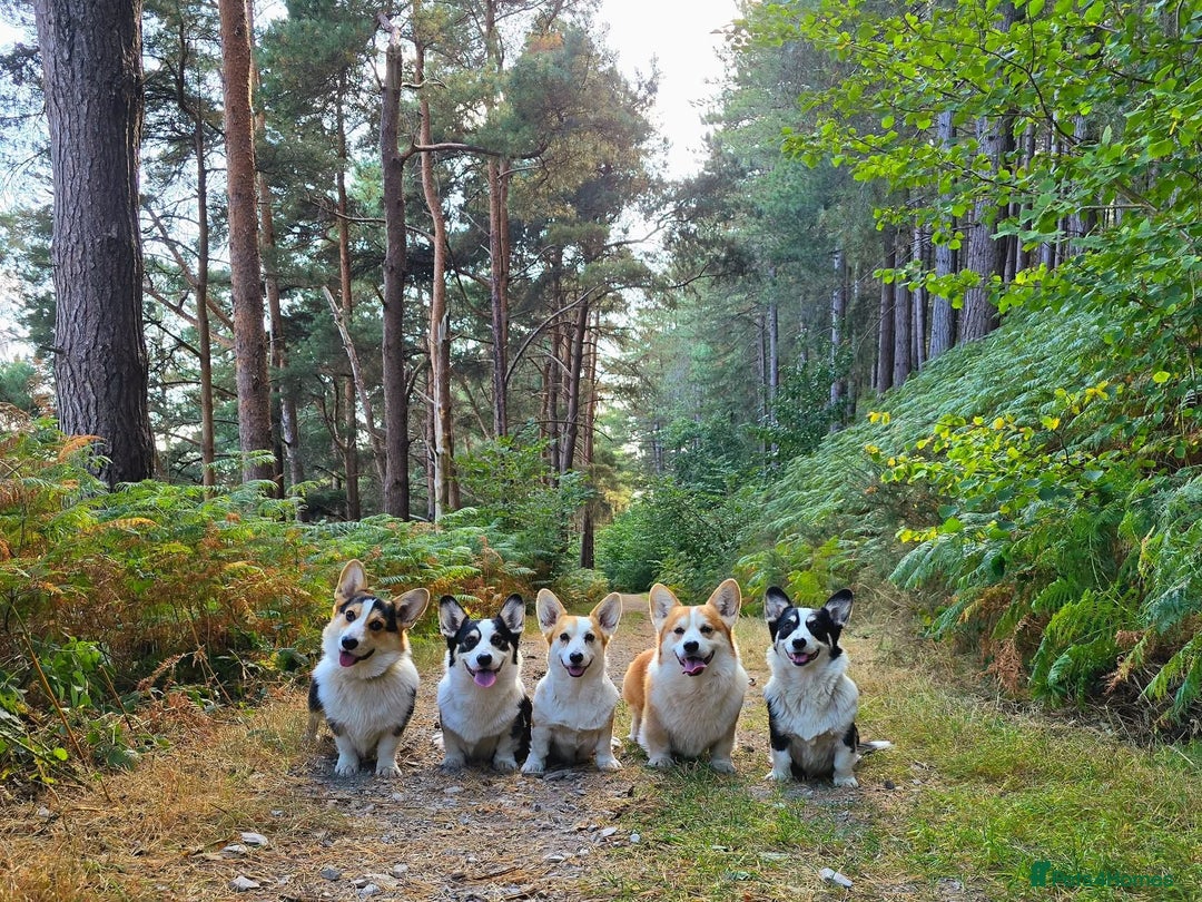Welsh Corgi Pembroke dogs for sale: Outstanding Pembrokeshire Puppies - Advert 11