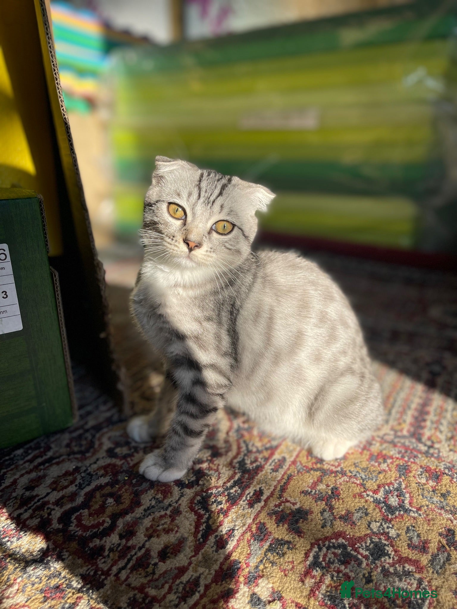 Scottish Fold cats Scottish fold girl - Advert 4
