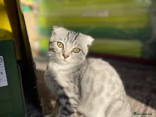 Scottish Fold cats Scottish fold girl - Advert 4