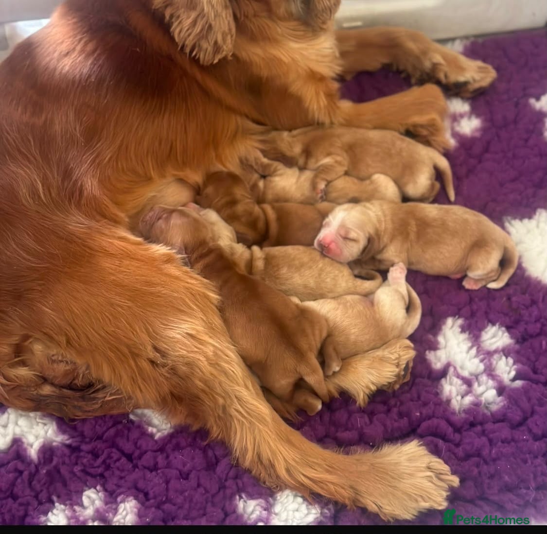 Cocker Spaniel dogs ⭐️Stunning show cocker spaniel puppies  - Advert 3