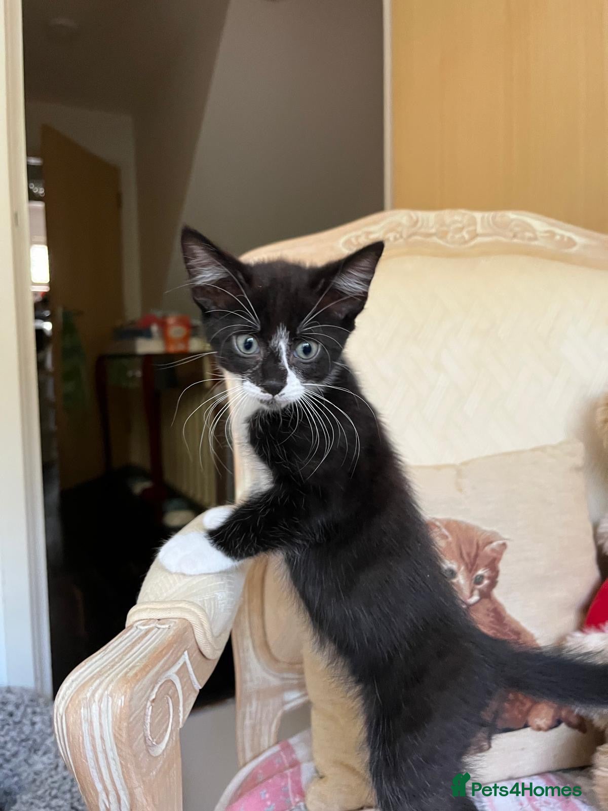 Mixed Breed cats 5 lovely kittens 🐾 - Advert 2