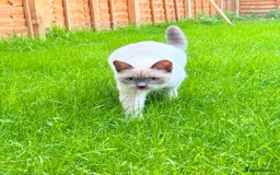 Ragdoll cats for sale: Blue point Ragdoll x British shorthair cross - Image 1
