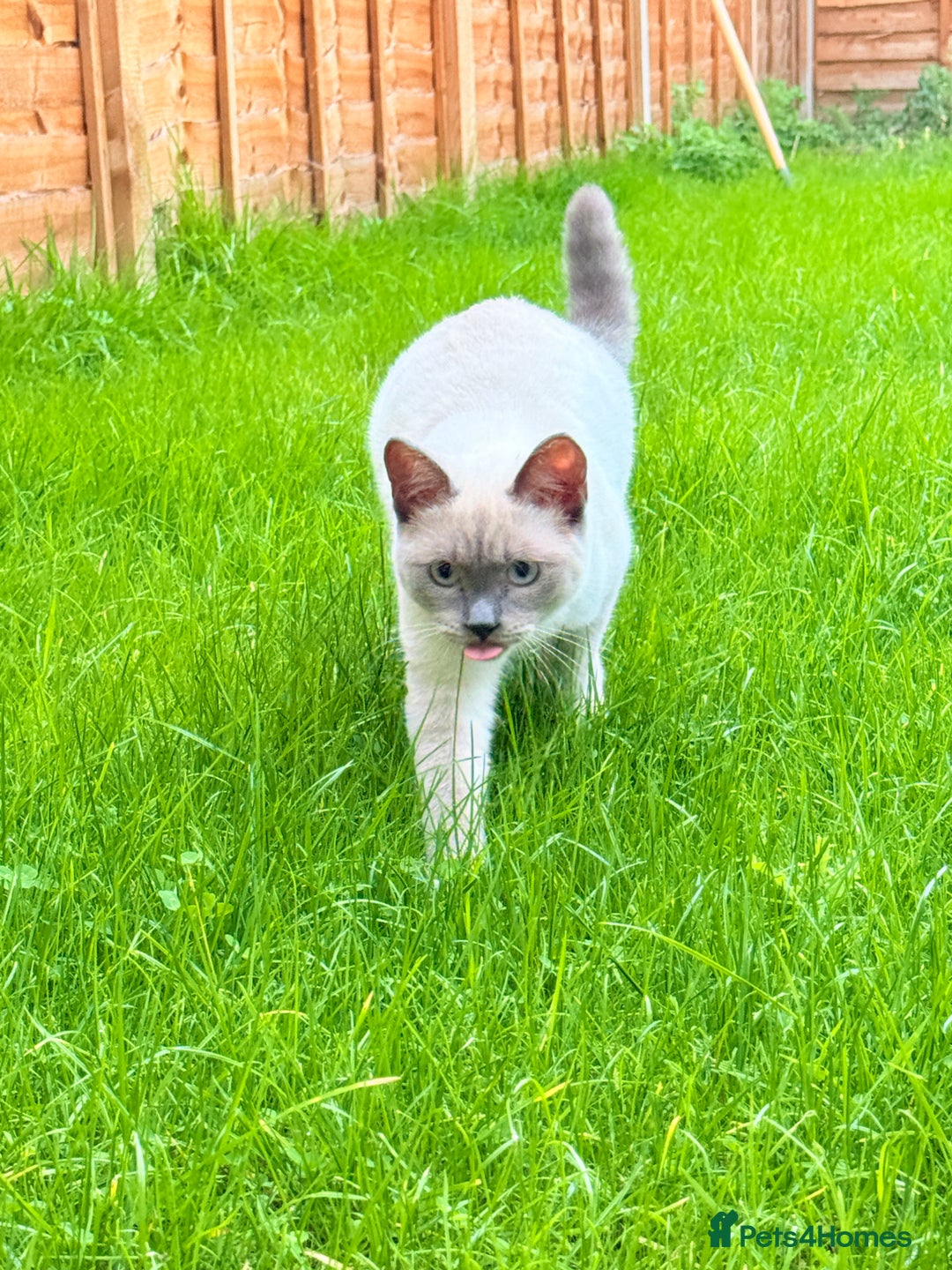 Ragdoll cats for sale: Blue point Ragdoll x British shorthair cross - Image 1
