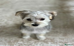 Morkie dogs for sale: 🐶 Adorable Morkie Puppies 🐶 - Image 11