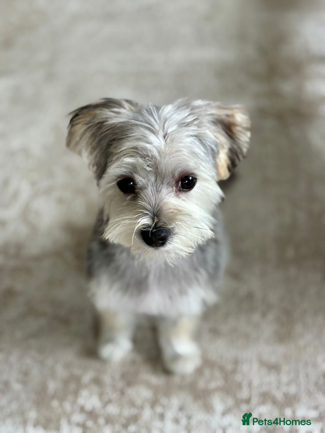 Morkie dogs for sale: 🐶 Adorable Morkie Puppies 🐶 - Image 11