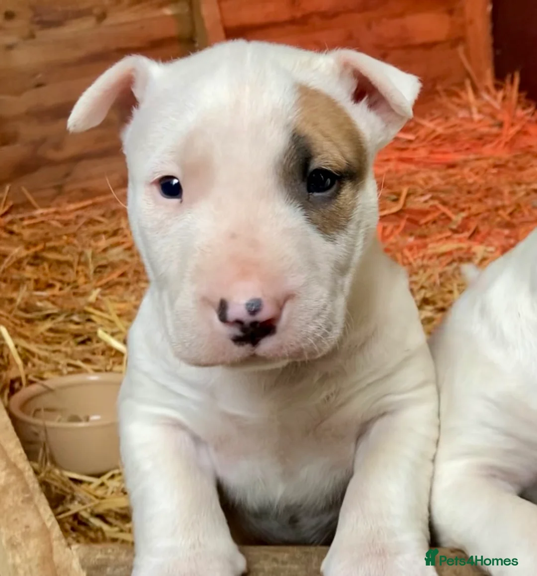 English Bull Terrier dogs for sale: English bull terrier - Advert 1