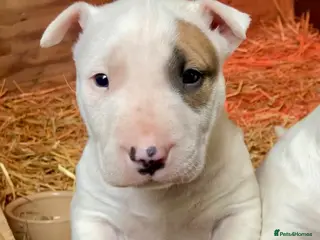 English Bull Terrier dogs English bull terrier - Advert 1