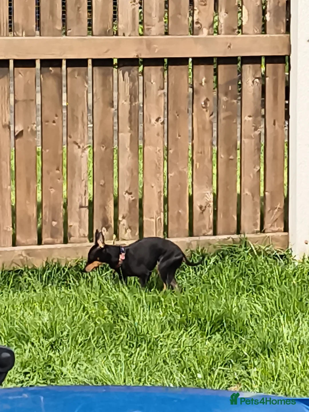 English Toy Terrier dogs for sale: English toy terrier female  - Advert 1