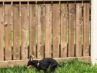 English Toy Terrier dogs English toy terrier female - Advert 16