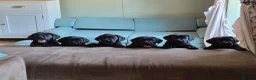 Labrador Retriever dogs for sale: Stunning KC Black Labradors in Redruth - Advert 1