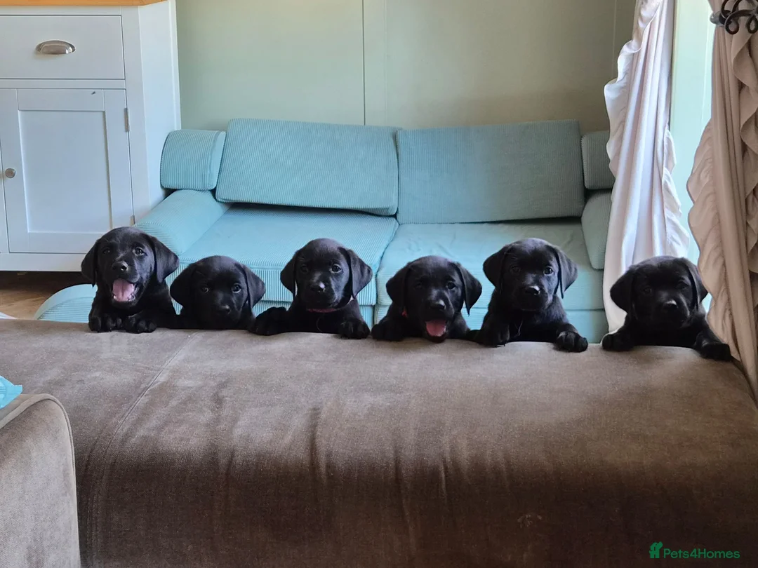 Labrador Retriever dogs for sale: Stunning KC Black Labradors in Redruth - Advert 1