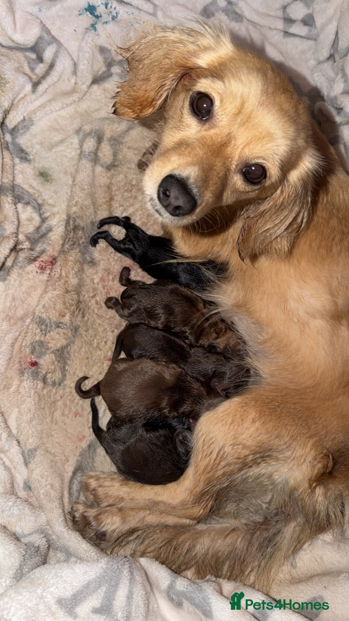 Mixed Breed dogs dameranians - Advert 1