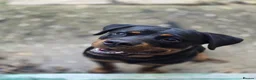 Rottweiler dogs for sale: Athena sweet girl Looking for Loving Home - Advert 12