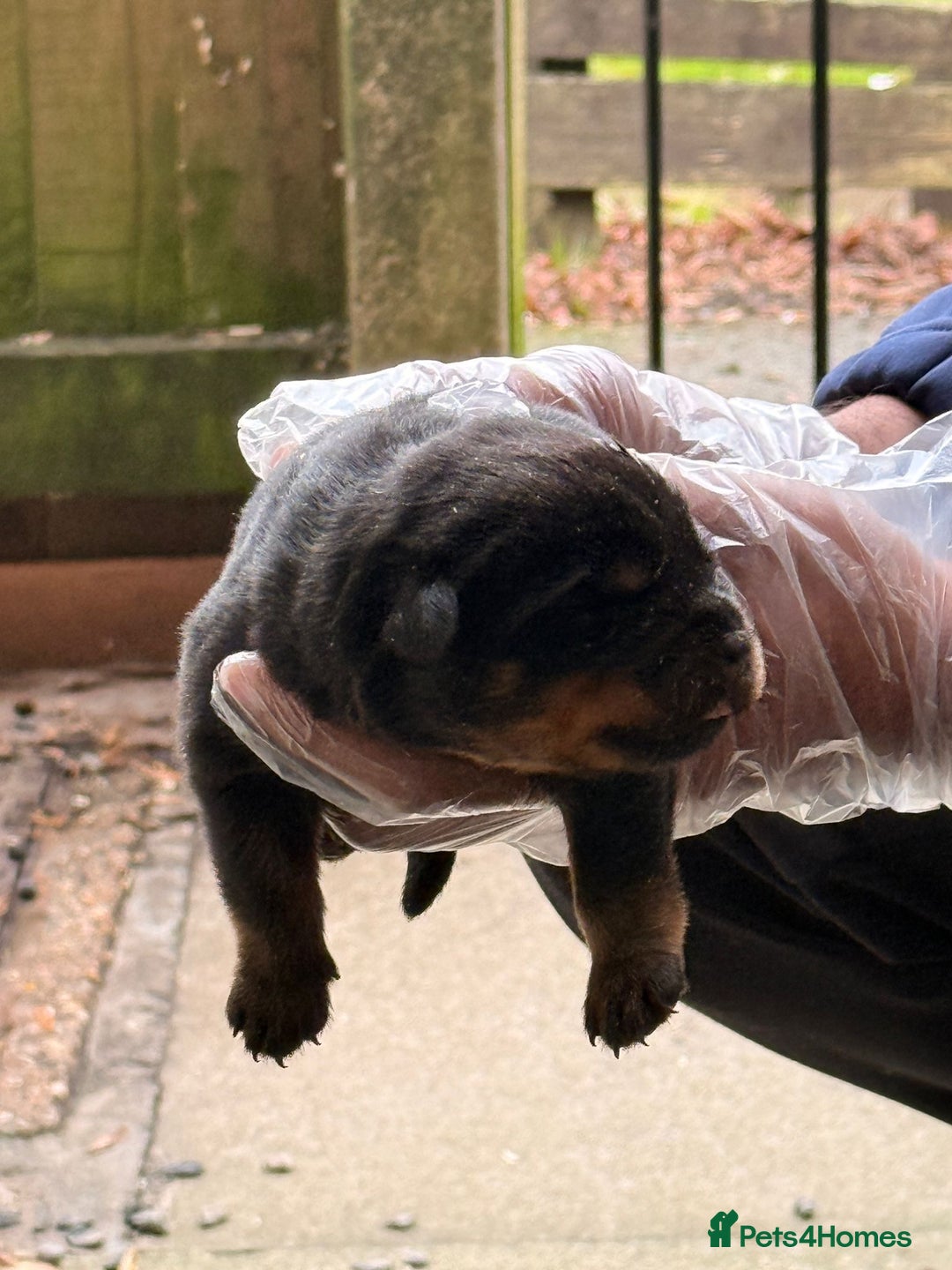 Rottweiler dogs for sale: Top quality kc pups for sale timitor X edelstein - Advert 10