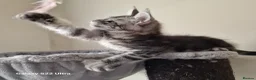 Maine Coon cats for sale: Licensed breeder-maine coon kittens - Advert 5