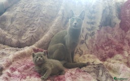 Russian Blue cats for sale: **TICA full pedigree Russian Blue kittens - Image 17