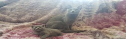 Russian Blue cats for sale: **TICA full pedigree Russian Blue kittens - Advert 7