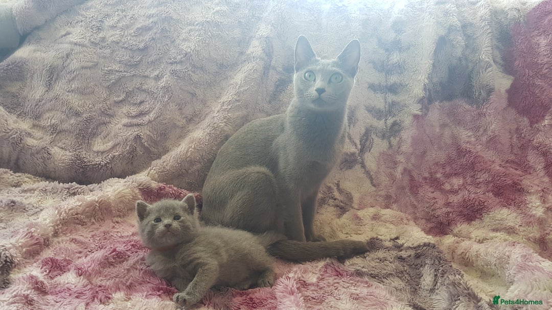 Russian Blue cats for sale: **TICA full pedigree Russian Blue kittens - Image 17