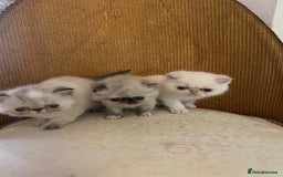 Exotic cats for sale: Outstanding exotic kittens  - Image 20