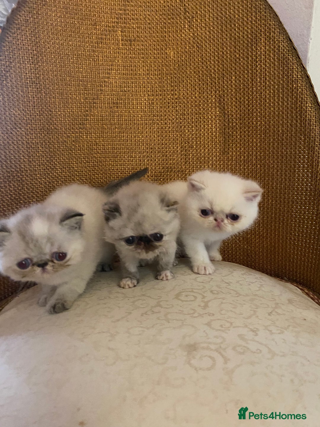 Exotic cats for sale: Outstanding exotic kittens  - Image 20