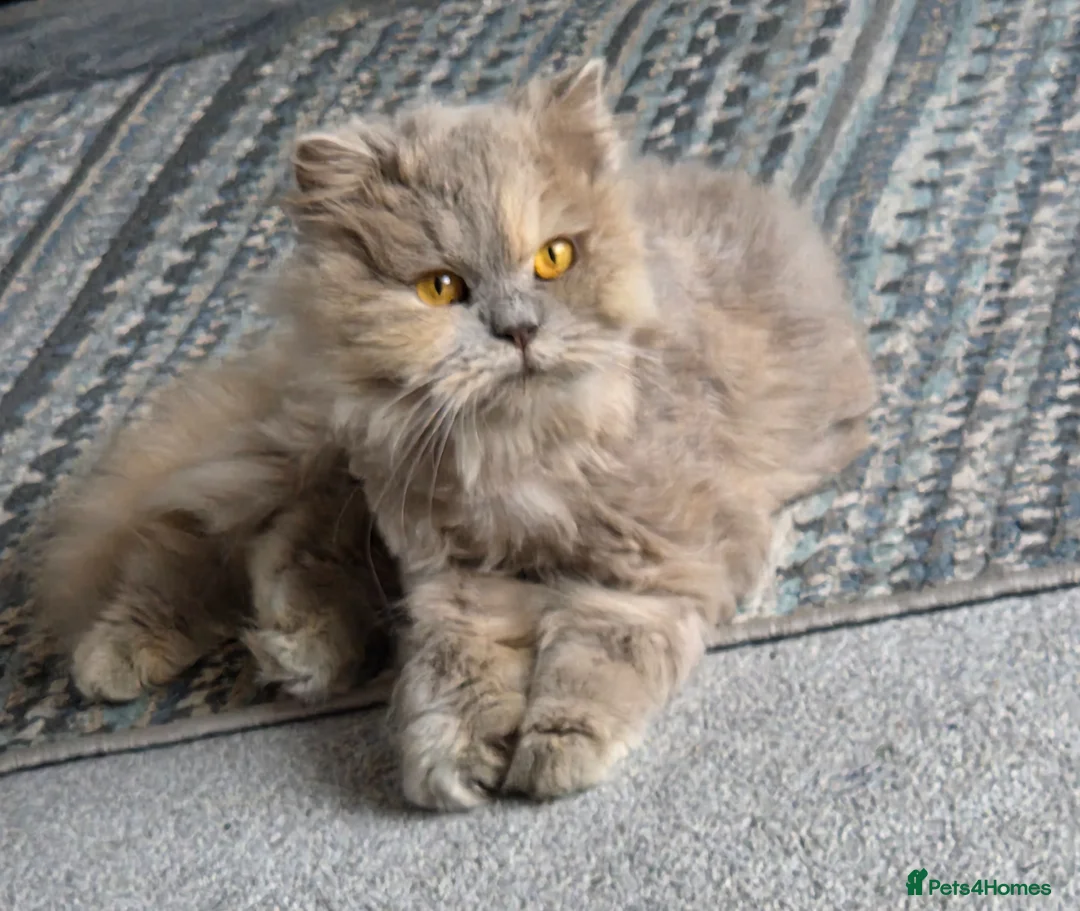 British Shorthair cats for sale: Stunning loving British longhair  - Advert 2