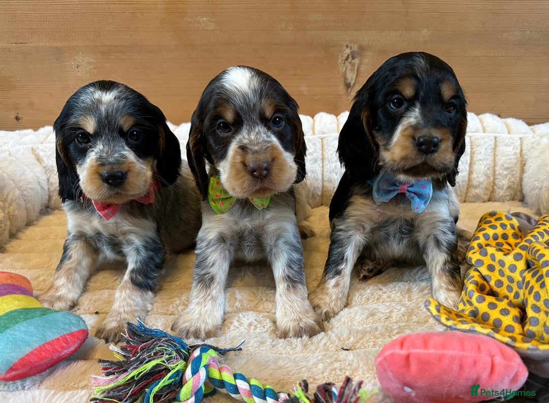 Cocker Spaniel dogs for sale: KC Registered Show Type Cocker Spaniel Puppies  - Advert 3