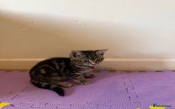 Domestic Shorthair cats for sale: 5 Kittens Looking For A Good Home - Image 7