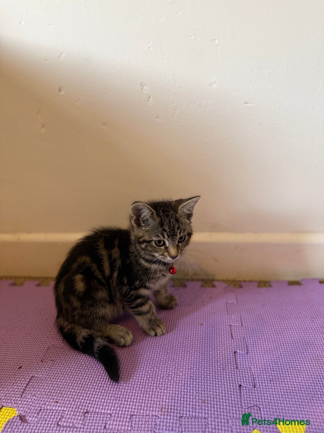 Domestic Shorthair cats for sale: 5 Kittens Looking For A Good Home - Image 7