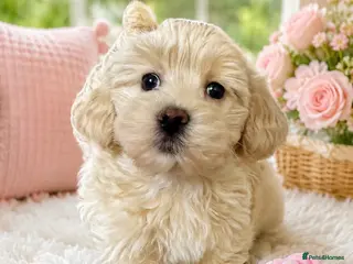 Maltipoo dogs Exceptional Genuine Maltipoo Puppies - Advert 9