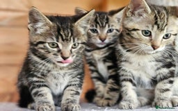 Bengal cats for sale: Adorable Half Bengal Kittens - Image 16