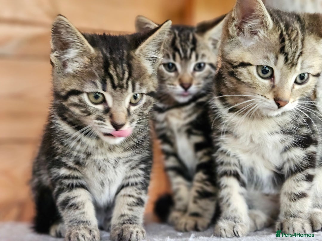 Bengal cats for sale: Adorable Half Bengal Kittens - Image 16