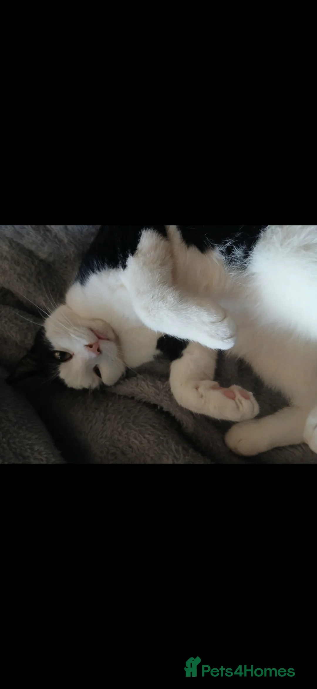 Mixed Breed cats for sale: Adorable kittens ready for homes in Aberdeen - Advert 2