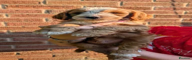 Cockapoo 1