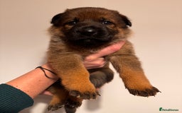German Shepherd dogs for sale: KC German Shepherd Working line puppies 🐶  - Image 5