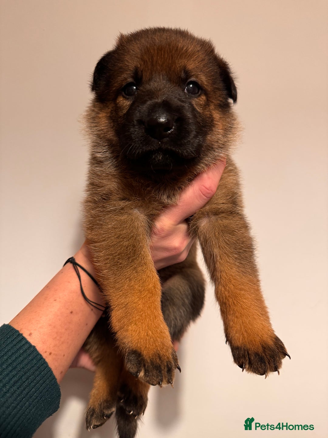 German Shepherd dogs for sale: KC German Shepherd Working line puppies 🐶  - Image 5