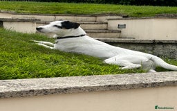 Parson Russell dogs for sale: Kennel Club Parsons Champions - Image 10