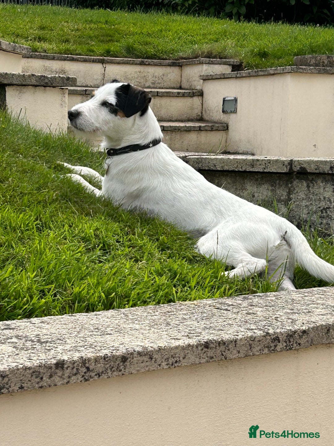 Parson Russell dogs for sale: Kennel Club Parsons Champions - Image 10