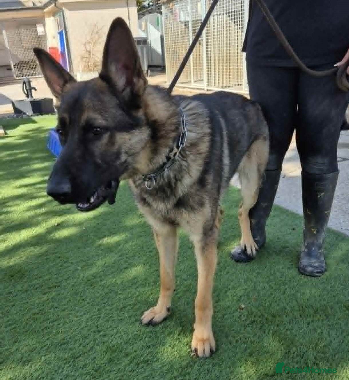 German Shepherd dogs German Shepherd Male 10 months - Advert 1