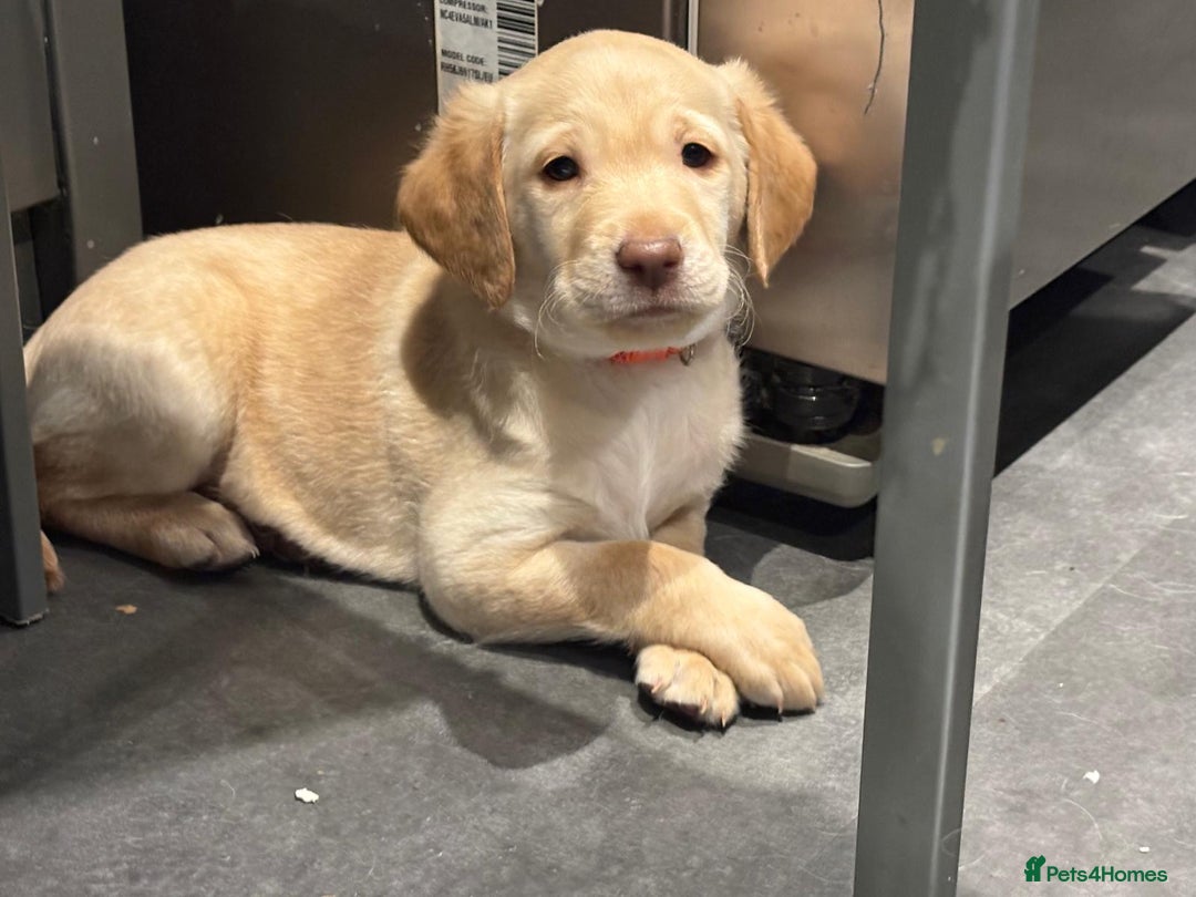 Labradoodle dogs for sale: Labradoodle puppies looking for loving homes - Advert 4