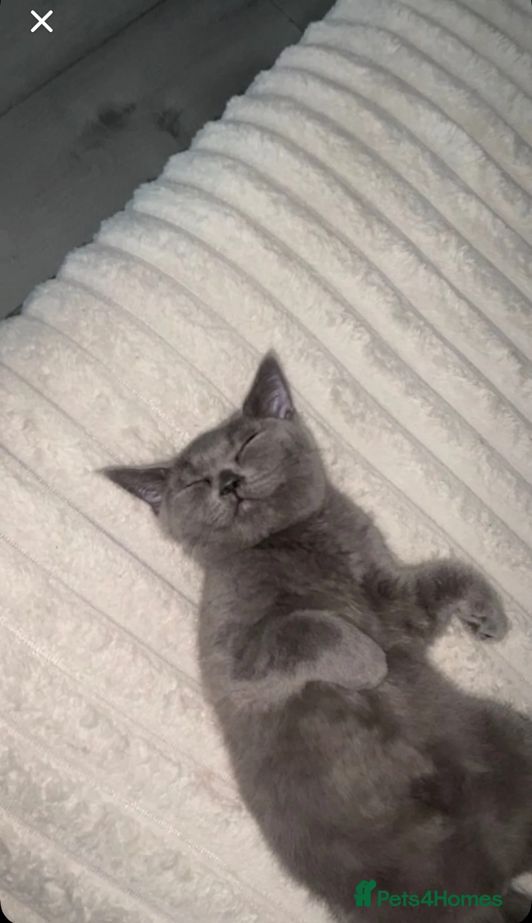 British Shorthair cats for sale: kitten for sale in Hamilton - Advert 2