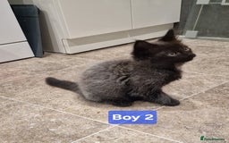Maine Coon cats for sale: Gorgeous Half Maine Coon Boys and Girls  - Image 6