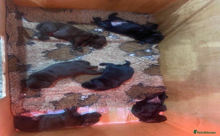 Labrador Retriever dogs Quality Black and chocolate show type puppies  - Advert 1