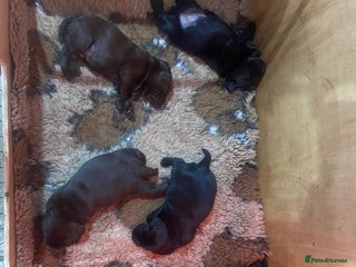 Labrador Retriever dogs Quality Black and chocolate show type puppies - Advert 3