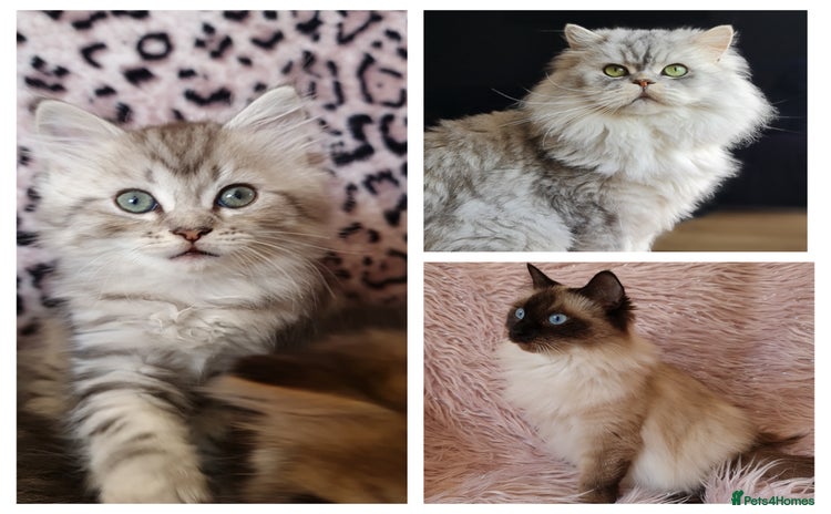 Perdoll cats - Advert 1
