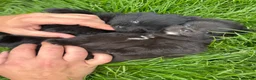 Pomeranian dogs for sale: Beautiful & Chunky Pomeranian puppy's for sale - Advert 12