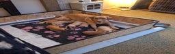 Labrador Retriever dogs for sale: Fox Red Labrador pups - Advert 1
