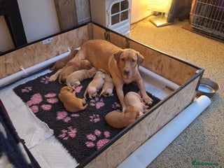 Labrador Retriever dogs Fox Red Labrador pups - Advert 1